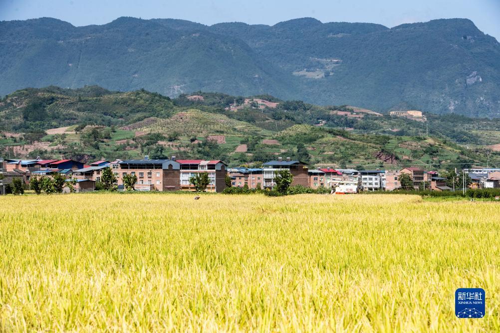 百威红包怎么领取